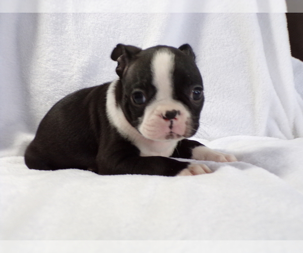 Medium Photo #4 Boston Terrier Puppy For Sale in MONROE, NH, USA