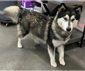Alaskan Malamute Dogs for adoption in Forestville, MD, USA