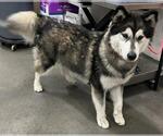 Small Alaskan Malamute