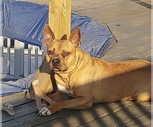 Boxer Dogs for adoption in Holly Springs, NC, USA