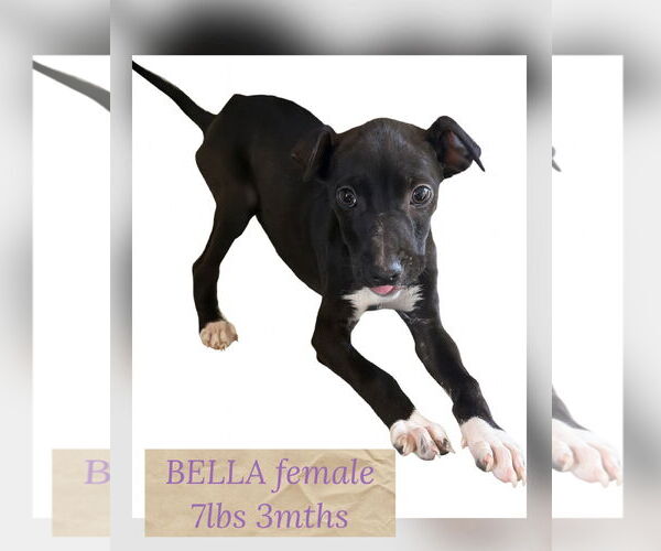 Medium Photo #5 Retriever -Unknown Mix Puppy For Sale in Woodbury, NY, USA