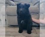 Small Photo #1 German Shepherd Dog Puppy For Sale in COUCH, MO, USA