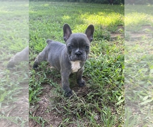 French Bulldog Puppy for Sale in TALLAPOOSA, Georgia USA