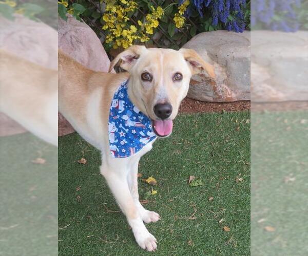 Medium Photo #3 Mutt Puppy For Sale in Oklahoma City, OK, USA
