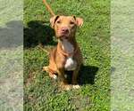 Small #3 Mutt