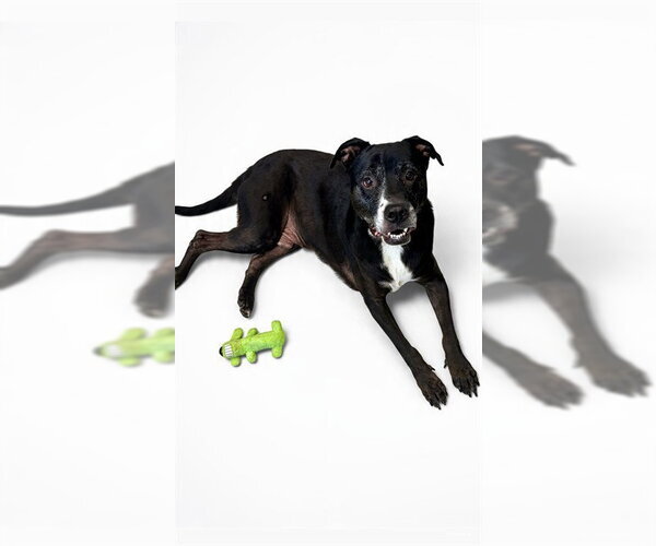 Medium Photo #3 American Pit Bull Terrier-Labrador Retriever Mix Puppy For Sale in Olathe, KS, USA