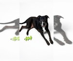 Small Photo #3 American Pit Bull Terrier-Labrador Retriever Mix Puppy For Sale in Olathe, KS, USA