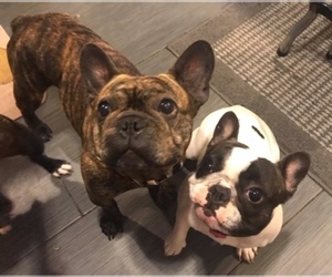 Father of the French Bulldog puppies born on 07/01/2019
