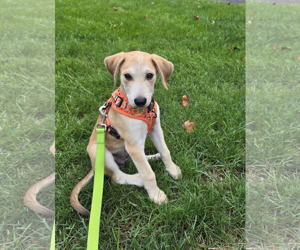 Medium Photo #3  Puppy For Sale in , 