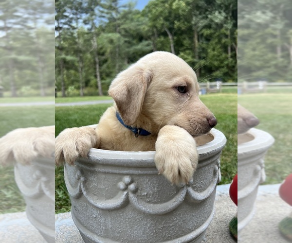 Medium Photo #11 Labrador Retriever Puppy For Sale in NEOLA, WV, USA