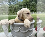 Small #10 Labrador Retriever