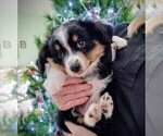 Puppy Blaze Miniature Australian Shepherd