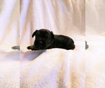 Small Photo #3 Schnauzer (Miniature)-Schnauzer (Standard) Mix Puppy For Sale in PUYALLUP, WA, USA
