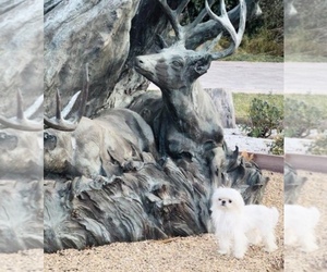 Maltese Puppy for sale in EASTVALE, CA, USA