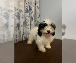 Small #19 Cavapoo-Poodle (Miniature) Mix
