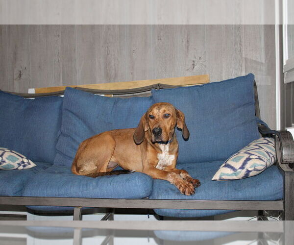 Medium Photo #2 Mutt Puppy For Sale in Linton, IN, USA