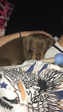 Medium Photo #1 Dachshund Puppy For Sale in FAYETTEVILLE, AR, USA