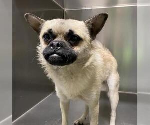 Pug Dogs for adoption in Modesto, CA, USA