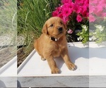 Small Photo #1 Golden Retriever Puppy For Sale in SHERIDAN, MI, USA