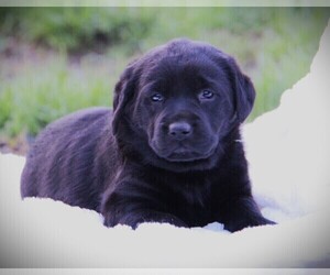 Labrador Retriever Puppy for sale in HYDE PARK, VT, USA