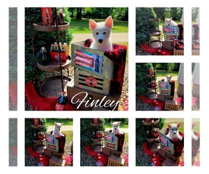 Pomsky Puppy for Sale in NILES, Ohio USA
