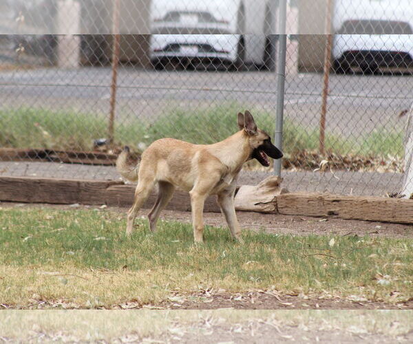 Medium Photo #2 German Shepherd Dog Puppy For Sale in El Centro, CA, USA