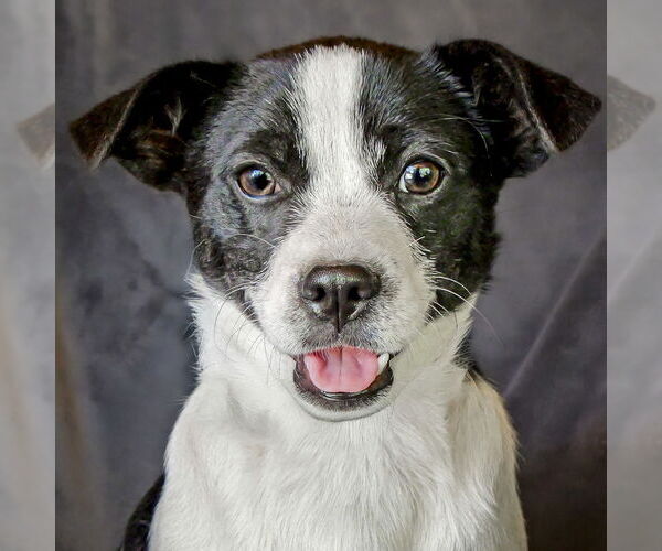 Medium Photo #2 Puggat Puppy For Sale in Albuquerque, NM, USA