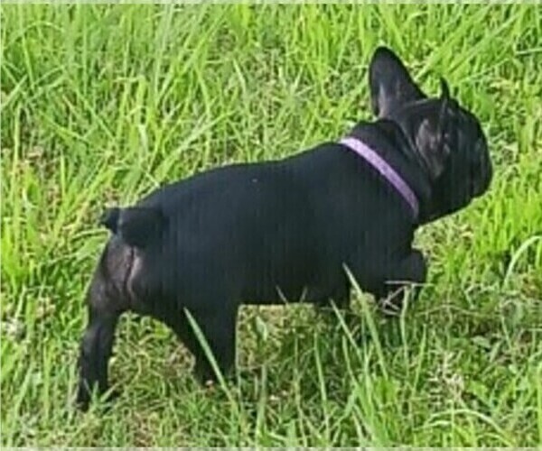 Medium Photo #14 French Bulldog Puppy For Sale in TERRELL, TX, USA