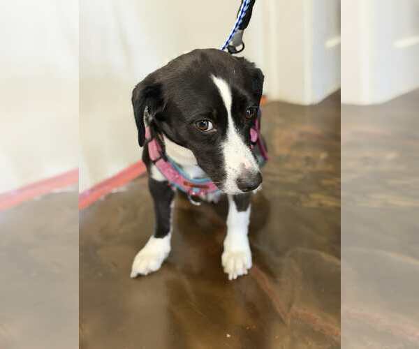 Medium Photo #9 Mutt Puppy For Sale in Westwood, NJ, USA