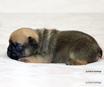 Small Photo #28 French Bulldog Puppy For Sale in WINNSBORO, TX, USA
