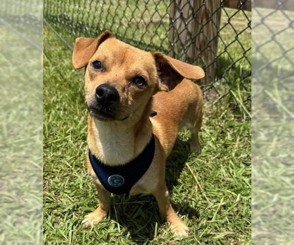 Medium Photo #1 Chihuahua Puppy For Sale in Tarrytown, GA, USA