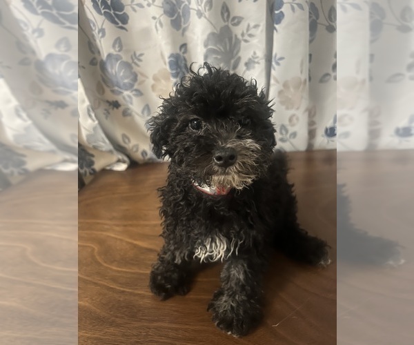 Medium Photo #11 Poodle (Miniature) Puppy For Sale in DURHAM, CT, USA