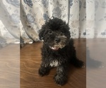 Small #10 Poodle (Miniature)