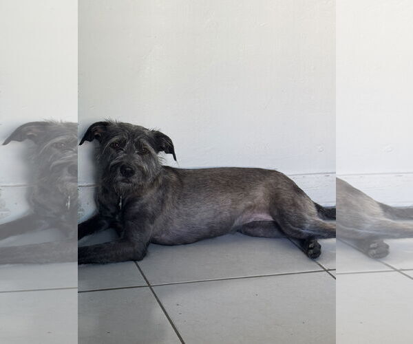 Medium Photo #4 Mutt Puppy For Sale in Royal Palm Beach, FL, USA