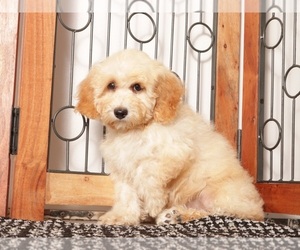 Medium Bichpoo