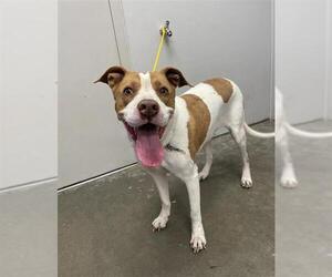 Mutt Dogs for adoption in Rosenberg, TX, USA