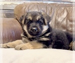 Small Photo #23 German Shepherd Dog Puppy For Sale in BRIGHTON, CO, USA