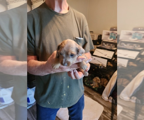 Medium Photo #2 Dachshund Puppy For Sale in COWETA, OK, USA