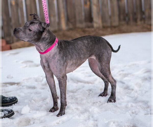 Medium Photo #7 Staffordshire Bull Terrier-Unknown Mix Puppy For Sale in Princeton, MN, USA