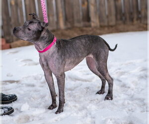 Isekai - Female Staffordshire Bull Terrier-Unknown Mix Dog for Adoption - Photo #7