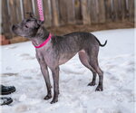 Small Photo #7 Staffordshire Bull Terrier-Unknown Mix Puppy For Sale in Princeton, MN, USA
