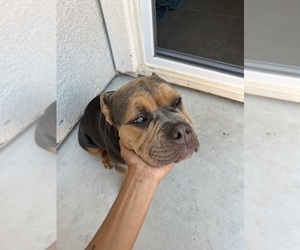 American Bulldog-American Bully Mix Puppy for sale in ANTIOCH, CA, USA
