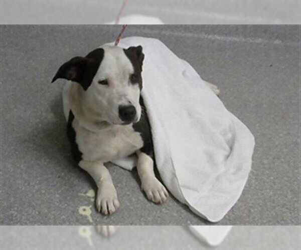 Medium Photo #1 American Pit Bull Terrier-Unknown Mix Puppy For Sale in Pasadena, TX, USA