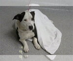 Small American Pit Bull Terrier Mix
