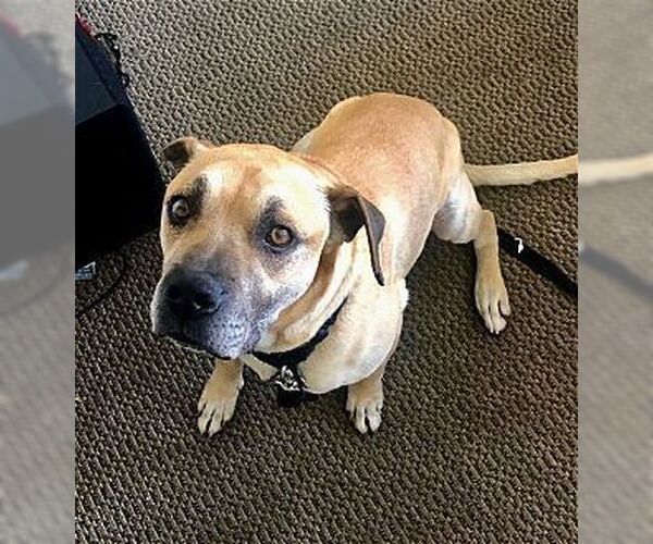 Medium Photo #3 Black Mouth Cur-Boxer Mix Puppy For Sale in Dana Point, CA, USA