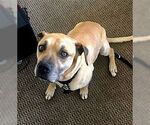 Small #2 Black Mouth Cur-Boxer Mix