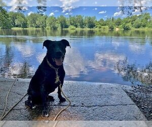 Micki - Female American Staffordshire Terrier-Unknown Mix Dog for Adoption - Photo #5