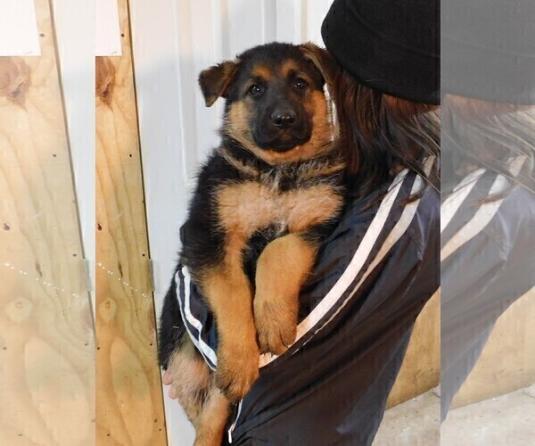 Medium Photo #2 German Shepherd Dog Puppy For Sale in MORRISVILLE, MO, USA