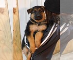 Small Photo #2 German Shepherd Dog Puppy For Sale in MORRISVILLE, MO, USA