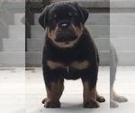 Small Photo #2 Rottweiler Puppy For Sale in BEVERLY HILLS, CA, USA